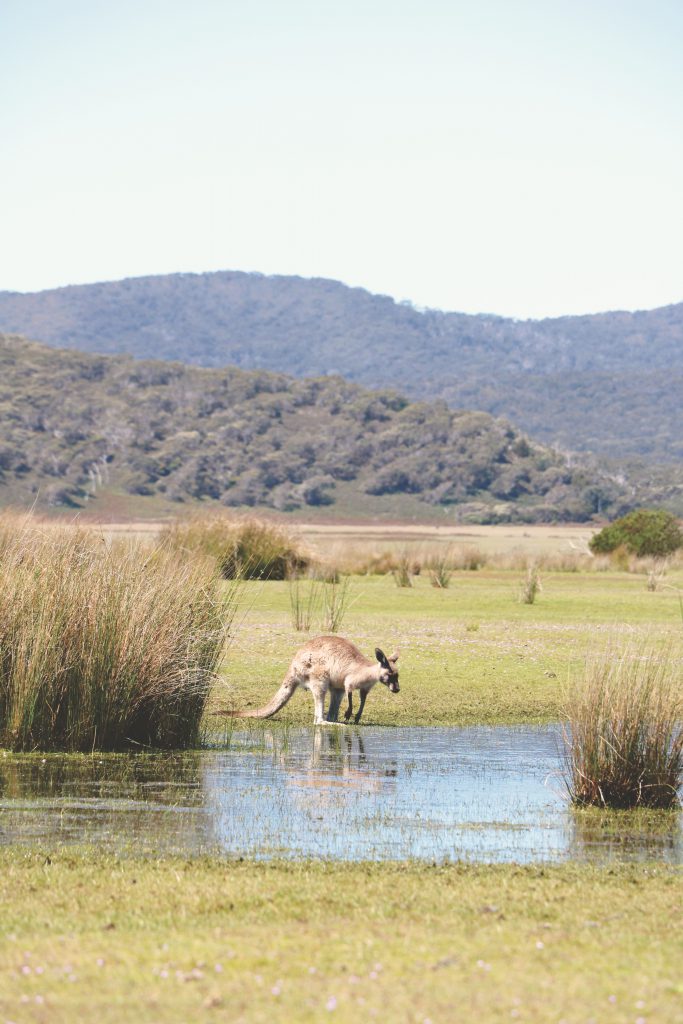 Umgeben von Kängurus: Eines der Beuteltieren genehmigt sich einen Schluck Wasser am Campingplatz im Cradle-Mountain-Lake-St.-Clair-Nationalpark.