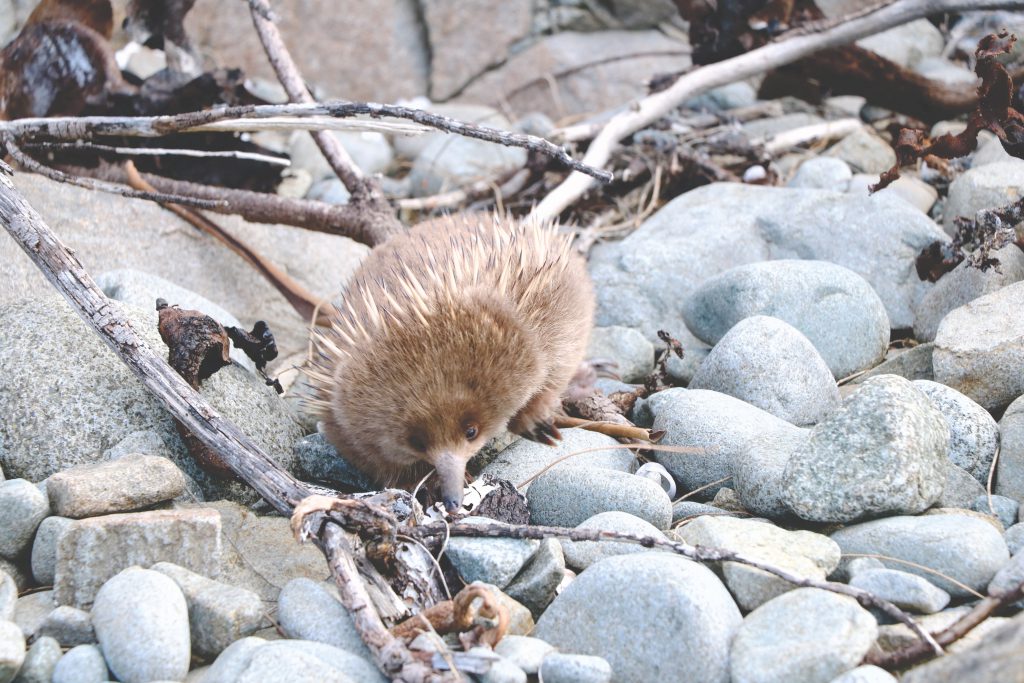 Ameisenigel auf der australischen Insel Tasmanien.