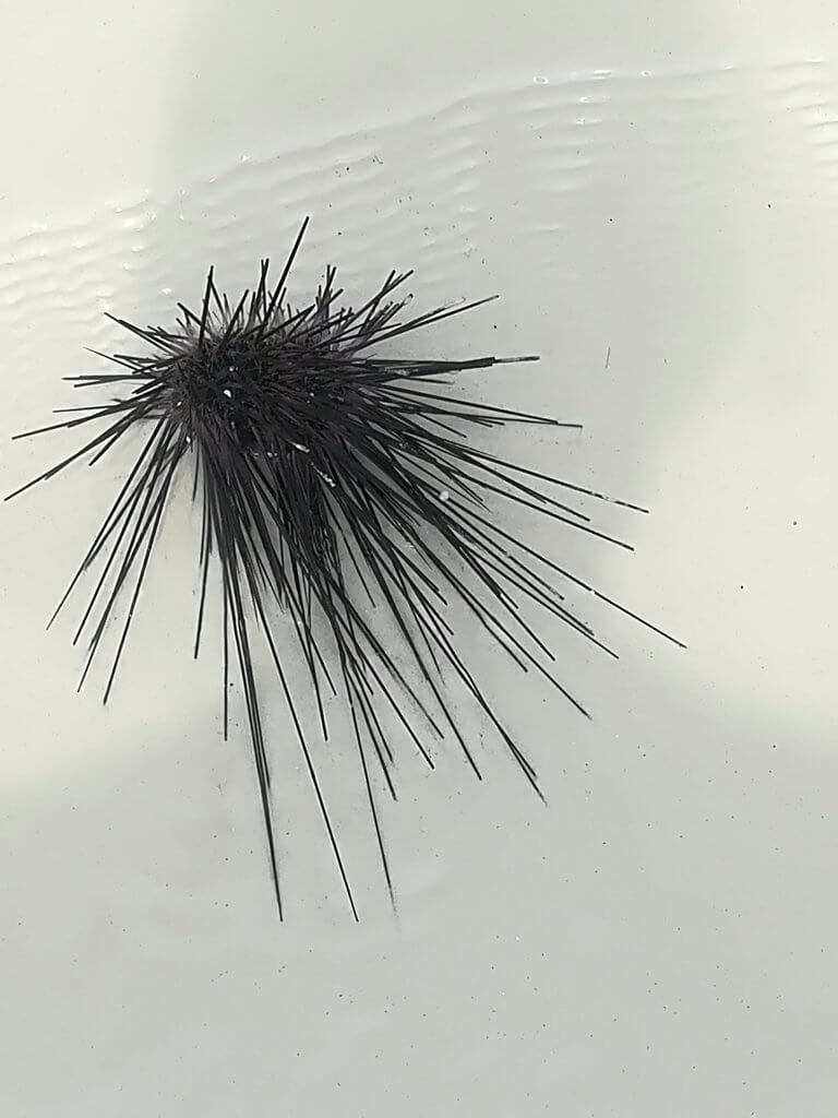 Seeigel am Strand auf Tioman.