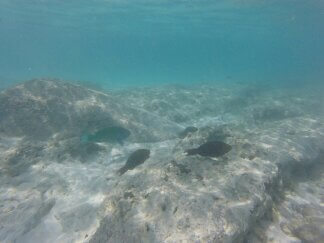Unterwasseraufnahme: Fische im Wasser auf Tioman  in Malaysia.