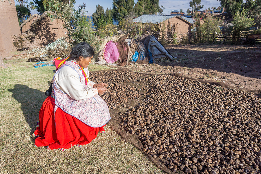 Quechua-Frau beim Trocknen von Gemüse in der Stadt Puno in Peru.