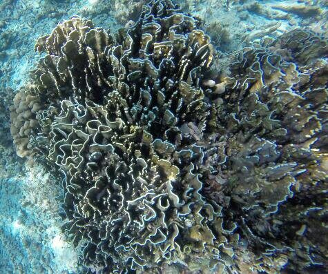 Unterwasseraufnahme vor Tioman im südchinesischen Meer.