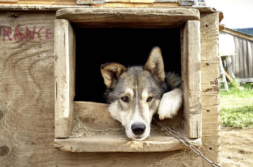 Klicken, um Bild zu vergrößern. Yukon River Kanutour - Husky, der aus dem Fenster seines Hundehauses schaut.