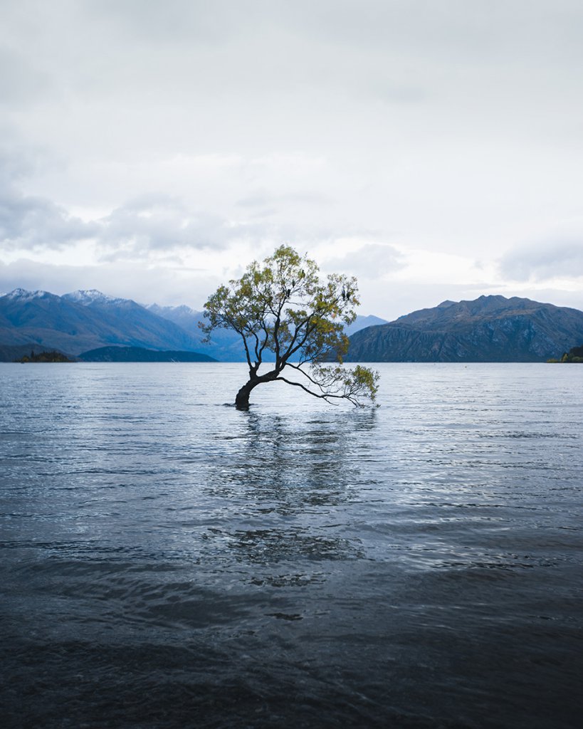 Roadtrip Neuseeland: Ein Halt am berühmten Wanaka Tree ist Pflicht.