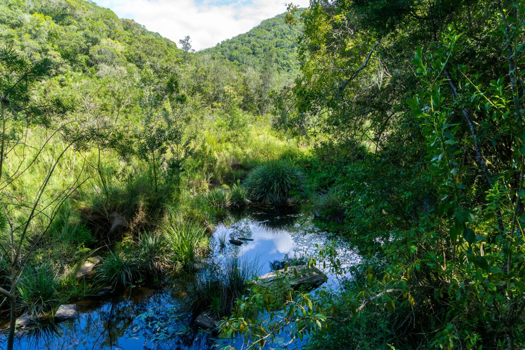 Garden Route Südafrika - Einzigartige Natur am Fluss Touw nahe der Stadt Wilderness.