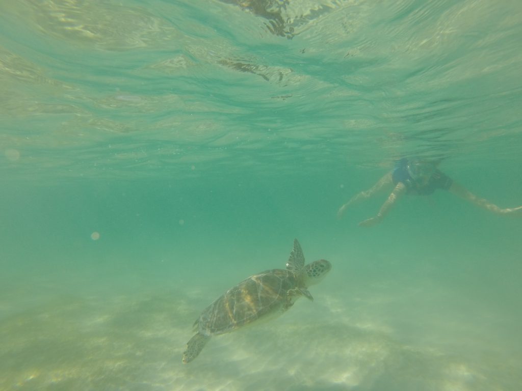 Roadtrip Yucatan - Sophie taucht mit einer Meeresschildkroete in Akumal, Mexiko.