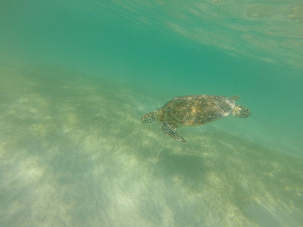 Roadtrip Yucatan - Eine Meeresschildkroete im glasklaren Wasser von Akumal, , Mexiko.