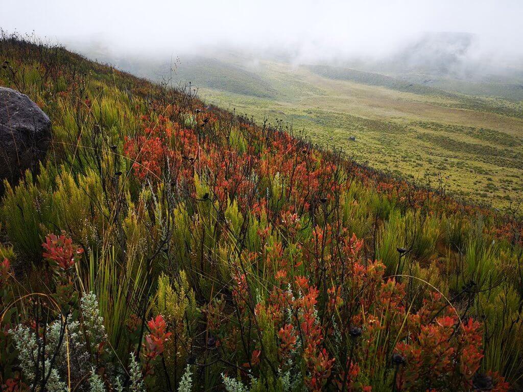 Lions ear neben rote Protea.