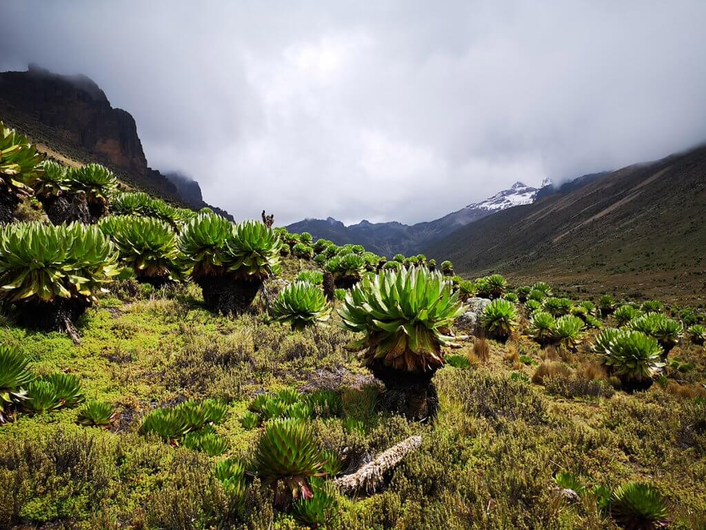 Lobelias in Kenia.