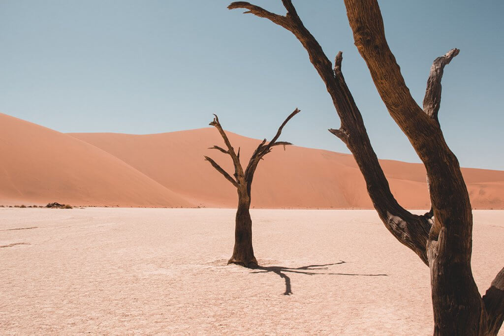 Versteinerte Akazie in Dead Vlei.