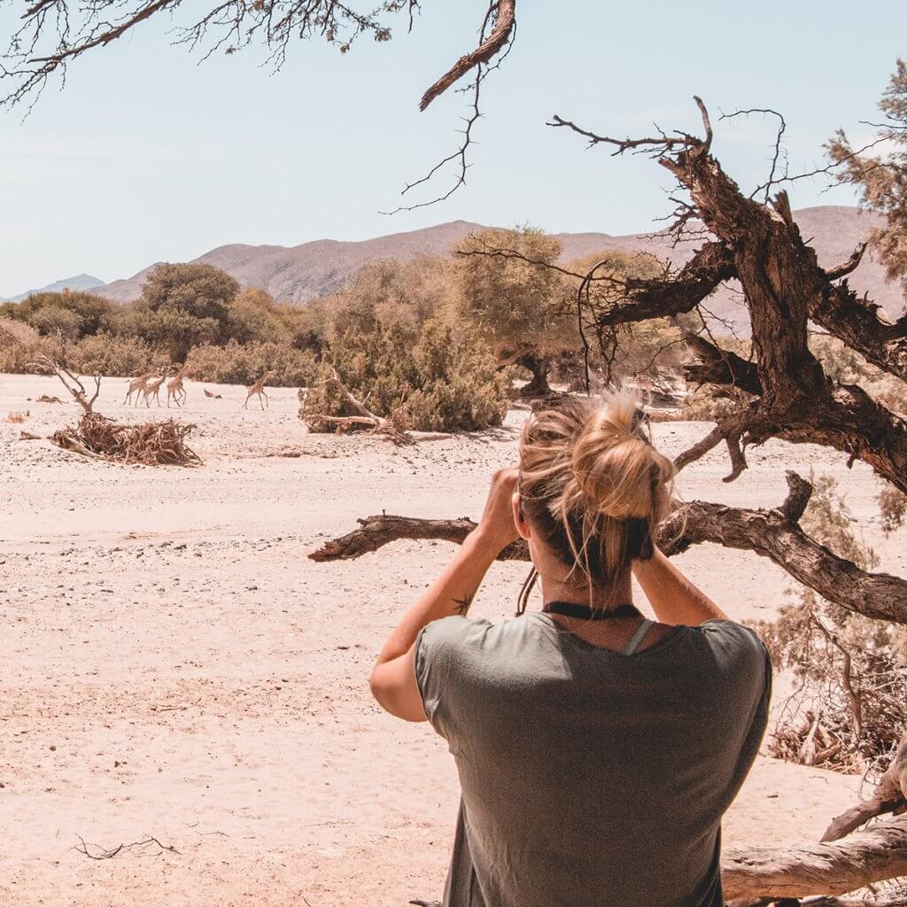 Franziska fotografiert eine Herde von Giraffen an einem Flusslauf in Kaokoveld.