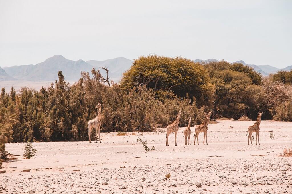 Giraffen an einem Flusslauf in Kaokoveld, Namibia.