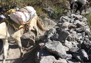 Bepackte Esel banen sich ihren Weg durch den Colca Canyon.