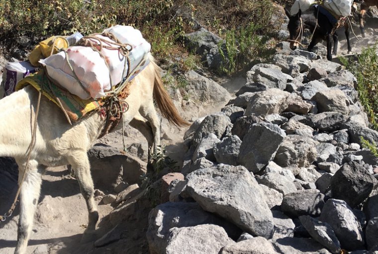Bepackte Esel banen sich ihren Weg durch den Colca Canyon.